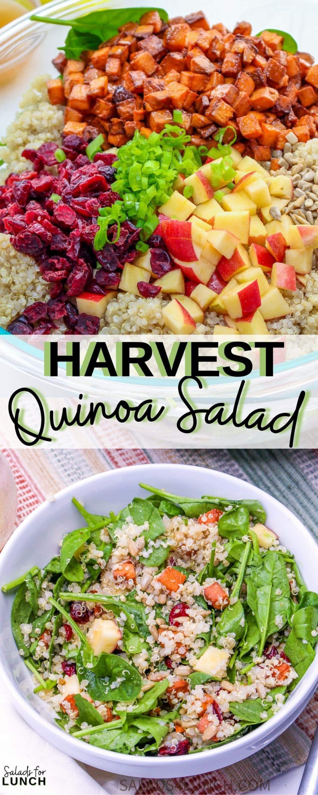 Harvest Quinoa Salad 3 1 scaled - This Harvest Quinoa Salad is a delightful mix of texture and flavors of autumn and fall. Made with roasted roasted sweet potatoes, dried cranberries, red apple, spinach, sunflower seeds, protein-rich quinoa, and an apple cider vinaigrette, this gluten-free, plant-based recipe is a show-stopper!